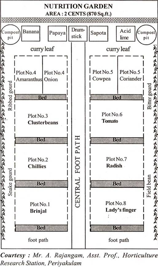 nutrition garden.jpg